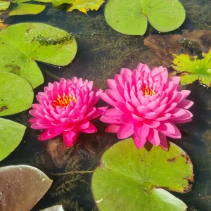 Nénuphar Nymphaea 'Malikan'