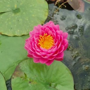 ninfea-nymphaea-malikan-4.webp