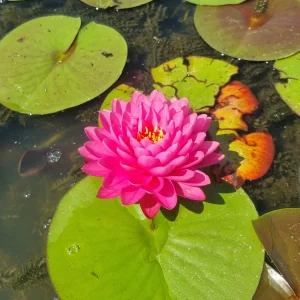 ninfea-nymphaea-malikan-5.webp