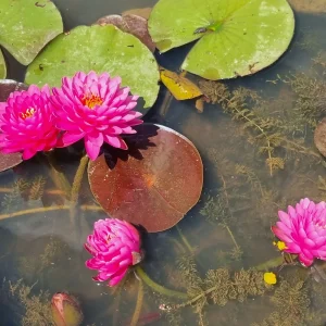 ninfea-nymphaea-malikan-6.webp