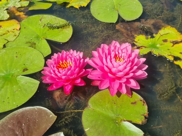 ninfea-nymphaea-malikan.webp
