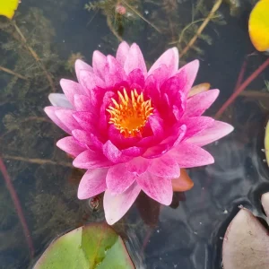 ninfea-nymphaea-nattamon-2.webp