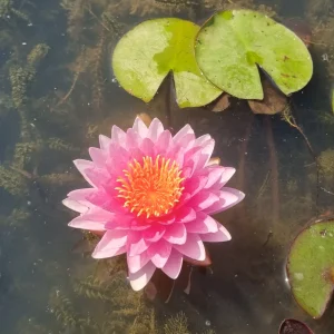 ninfea-nymphaea-nattamon-3.webp