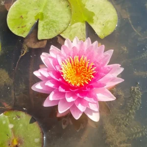 Nénuphar Nymphaea 'Nattamon'