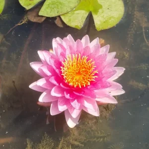 ninfea-nymphaea-nattamon-4.webp