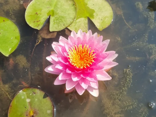 ninfea-nymphaea-nattamon.webp