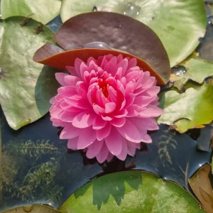 ninfea-nymphaea-nualaor-2.webp
