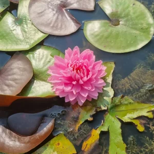 ninfea-nymphaea-nualaor-3.webp