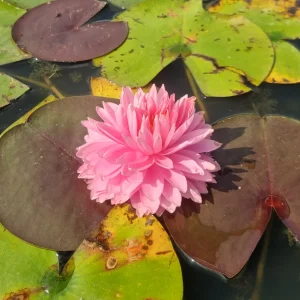Nénuphar Nymphaea 'Nualaor'
