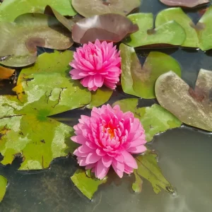 ninfea-nymphaea-nualaor-4.webp