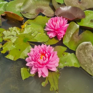 ninfea-nymphaea-nualaor-5.webp