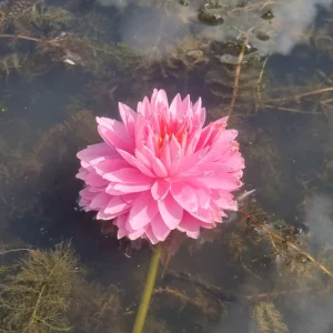 ninfea-nymphaea-nualaor-6.webp