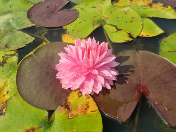 ninfea-nymphaea-nualaor.webp