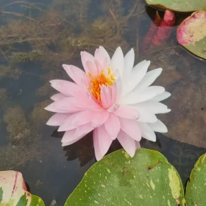 ninfea-nymphaea-painted-lady-2.webp