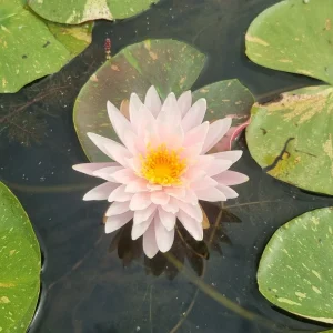 ninfea-nymphaea-painted-lady-3.webp