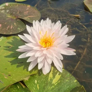 Nénuphar Nymphaea 'Painted Lady'