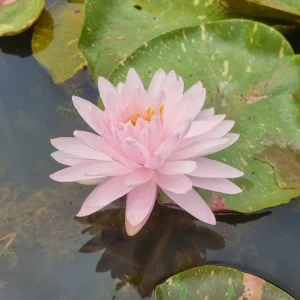 ninfea-nymphaea-painted-lady-4.webp