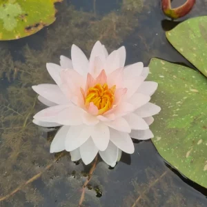 ninfea-nymphaea-painted-lady-5.webp