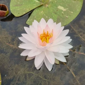 ninfea-nymphaea-painted-lady-6.webp