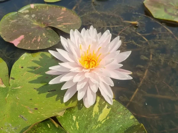 ninfea-nymphaea-painted-lady.webp