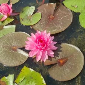 ninfea-nymphaea-pigeon-blood-2.webp