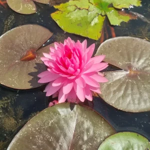 ninfea-nymphaea-pigeon-blood-3.webp