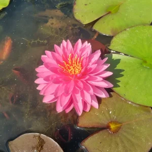 Nénuphar Nymphaea 'Pigeon Blood'