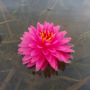 ninfea-nymphaea-pigeon-blood-4.webp