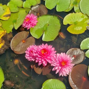 ninfea-nymphaea-pigeon-blood-5.webp