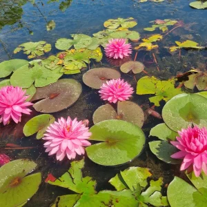 ninfea-nymphaea-pigeon-blood-6.webp