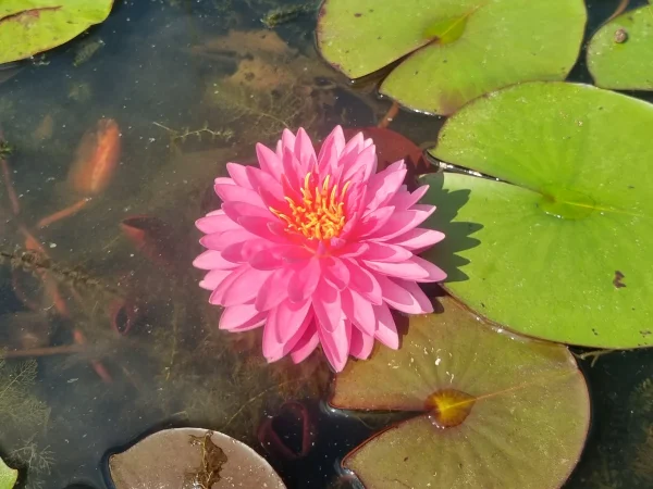 ninfea-nymphaea-pigeon-blood.webp