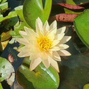 ninfea-nymphaea-pink-lemonade-2.webp
