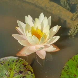 ninfea-nymphaea-pink-lemonade-3.webp