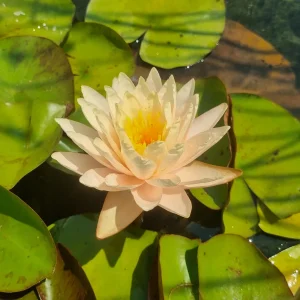 Nénuphar Nymphaea 'Pink Lemonade'