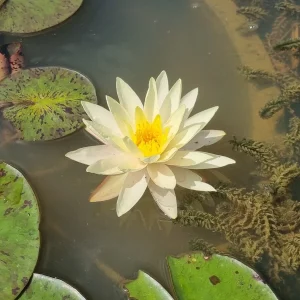 ninfea-nymphaea-pink-lemonade-4.webp