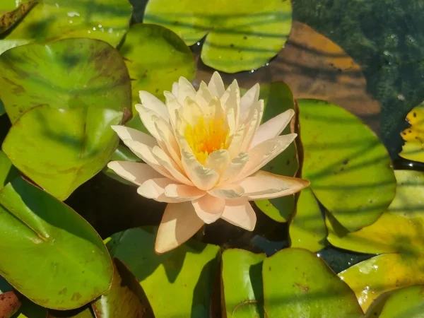 ninfea-nymphaea-pink-lemonade.webp