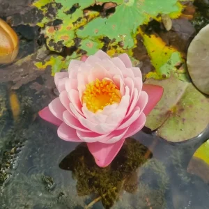 ninfea-nymphaea-piriya-2.webp