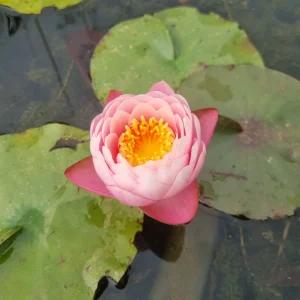 ninfea-nymphaea-piriya-3.webp
