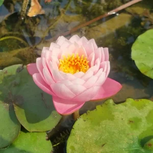 Nénuphar Nymphaea 'Piriya'