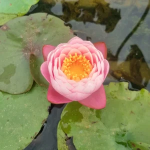 ninfea-nymphaea-piriya-4.webp