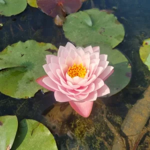ninfea-nymphaea-piriya-5.webp