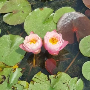ninfea-nymphaea-piriya-6.webp