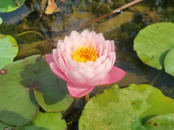 ninfea-nymphaea-piriya.webp