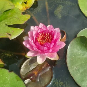 ninfea-nymphaea-red-apple-2.webp