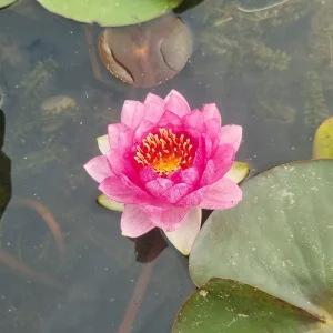 ninfea-nymphaea-red-apple-3.webp