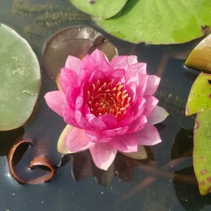 Nénuphar Nymphaea 'Red Apple'