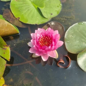 ninfea-nymphaea-red-apple-4.webp