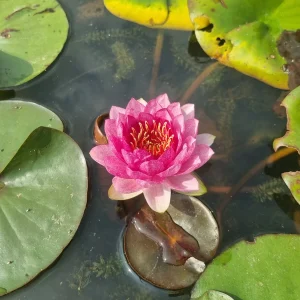 ninfea-nymphaea-red-apple-5.webp