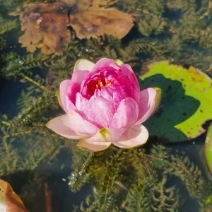 ninfea-nymphaea-red-apple-6.webp