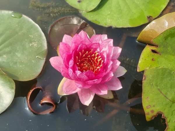 ninfea-nymphaea-red-apple.webp